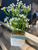 Gypsophila Flowers (white)